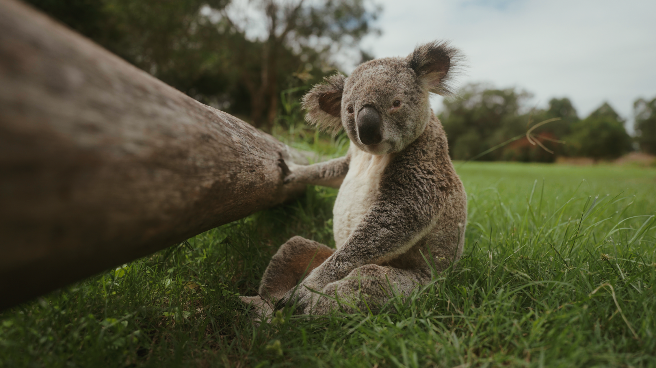 Kingsland Camping - A Weekend At The Foot Of Mt Maroon